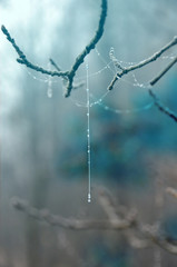 En vacker skör tråd vävd av en spindel hänger från en frostig gren. Vattendroppar formar ett pärlband utmed tråden. 