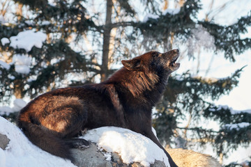 Naklejka premium シンリンオオカミの遠吠え