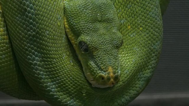 Morelia viridis, commonly known as the green tree python