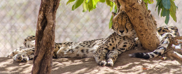 Chilling Leopard