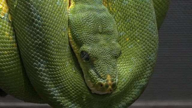 Morelia viridis, commonly known as the green tree python