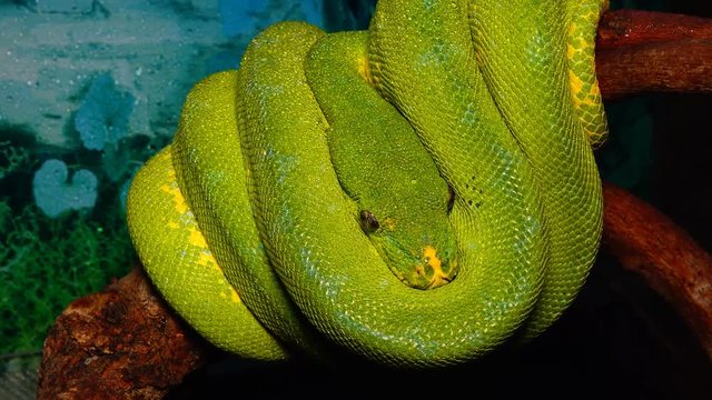 Morelia viridis, commonly known as the green tree python