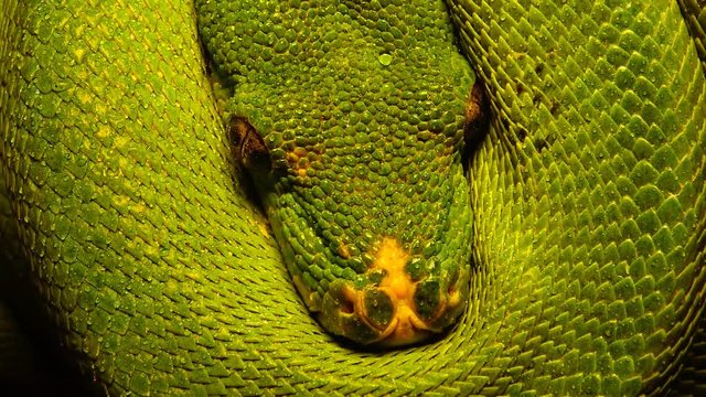 Morelia viridis, commonly known as the green tree python
