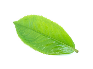 Fototapeta na wymiar Tea leaves on white background.