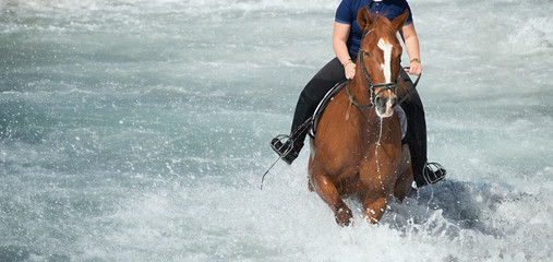 Fototapeta na wymiar Brown horse running in the ocean with a rider