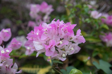 Beautiful  bougainvillea flowers (Bougainvillea glabra choisy) s
