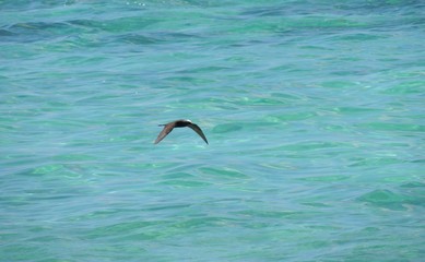 Noddi noir (Anous minutus) ou Noddi à cape blanche volant au dessus d'une mer turquoise.