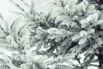 frozen pine tree branches background
