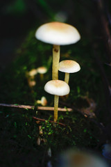 glowing mushroms 