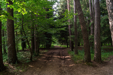 Obraz premium forest alley