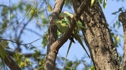 Alexandrine Parakeet (Psittacula eupatria) on branch in love, Bird in Thailand