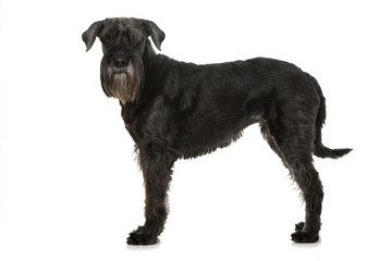 Mittelschnauzer