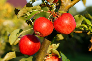 Jabłoń z dojrzałymi jabłkami - obrazy, fototapety, plakaty