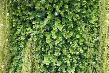 Obraz premium Artificial green branches floral background.