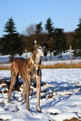 alter Galgo Espanol im Schnee
