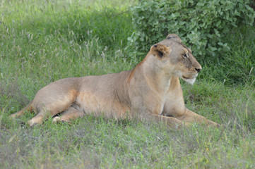 Lioness sitting under a tree