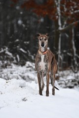junger Galgo steht im Schnee