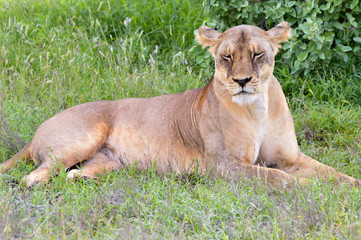 Lioness resting her eyes close
