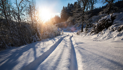 Obraz na płótnie Canvas winter forest sun path