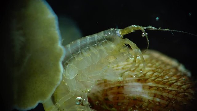 Gammarus is an amphipod crustacean genus in the family Gammaridae
