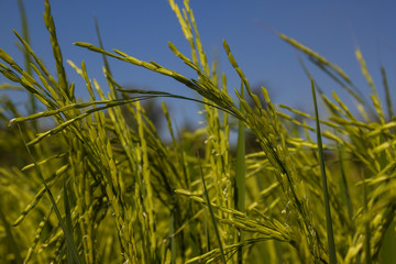 Naklejka premium the Green rice in the field rice background, thailand harvest.
