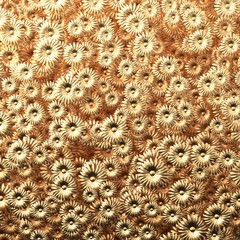 Obraz premium Beauty golden flowers scatering in wall 3D illustration