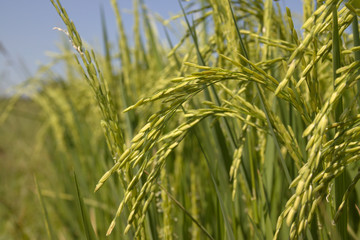 the Green rice in the field rice background, thailand harvest.