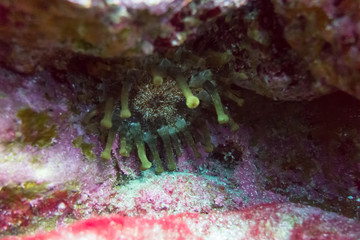 El Hierro, La Restinga, Tauchen, Kugelfisch, Stabfisch, Fisch, Meer, Kanaren, Kanarische Inseln, Insel,  Spanien, Europa