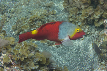 El Hierro, La Restinga, Tauchen, Kugelfisch, Stabfisch, Fisch, Meer, Kanaren, Kanarische Inseln,...