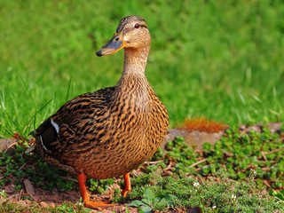 Ente