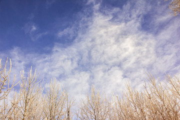 Fototapeta premium Winter sky, snow-covered tree branches on a background of clouds