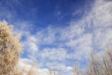 Winter blue sky, snow-covered tree branches on a background of c