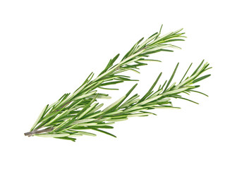 Fresh green sprig of rosemary isolated on a white background