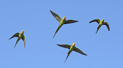 Alexandrine Parakeet (Psittacula eupatria) flying blue background,Bird in Thailand