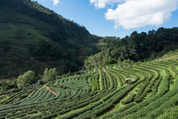 a step Tea plantation with a shelter - 134221348