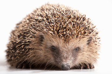 Hedgehog on white background