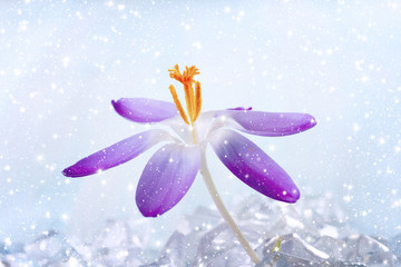  One Crocus flower under snow