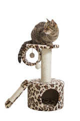 European cat sitting on a cat's house. Isolate on white backgrou