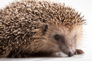 Hedgehog on white background