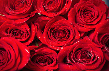 fresh red roses background.