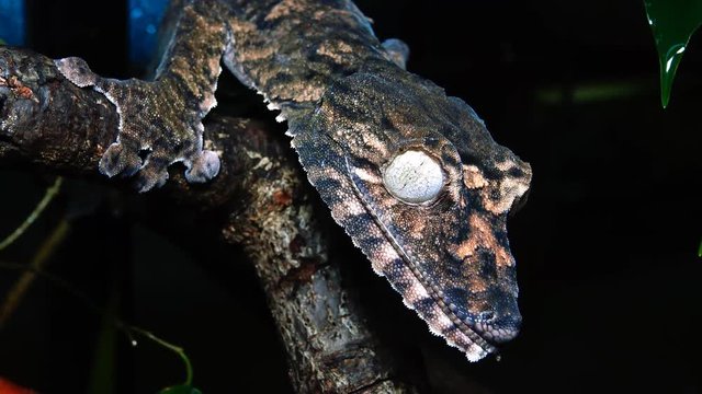 Henkel's leaf-tailed gecko