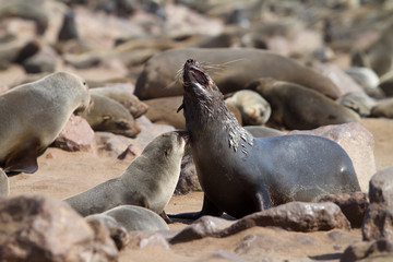 sea lions on the beach