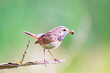 Bluethroat on branch with worm in its beak