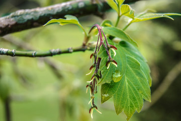 water drop on a green leaf