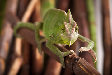 Green chameleon on bamboo background
