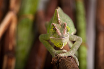 Green chameleon on bamboo background