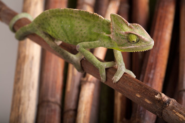 Green chameleon on bamboo background