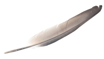 feather on white