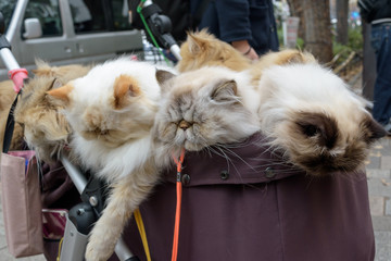 cats' bouquet