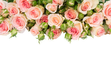Pink blooming fresh roses with buds and leaves border isolated on white background
